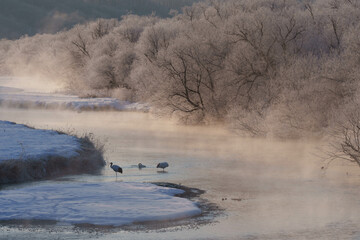 樹氷とタンチョウ