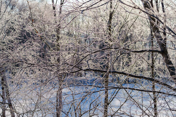 樹氷とタンチョウ