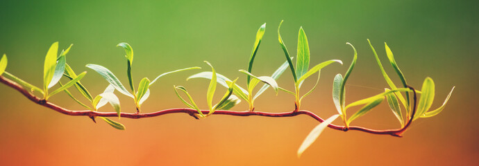 Young jasmine leaves on a branch in early spring. Orange-green gradient color. Horizontal banner