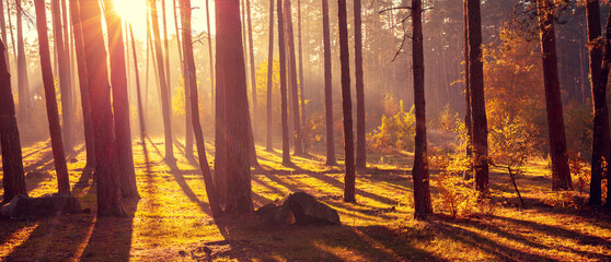 Beautiful foggy forest with magical light in the early morning. Horizontal banner