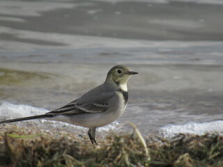 robin on the beach