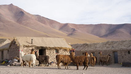 Lama bolivie