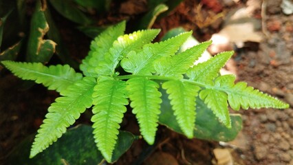 Green leaf nature texture background