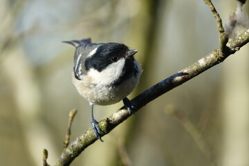 coal tit (Periparus ater) woodland in UK during winter
