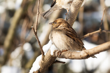 House sparrow fluffing up its feathers sits on a branch during the winter cold. Passer domesticus, sparrow family Passeridae. female