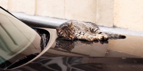 Sleeping cat. Street cat sleeps and warms up on the hood of a car. - 734861912