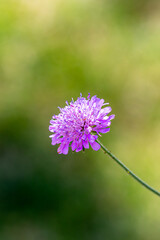 A close up of a knautia flower in summer, with a shallow depth of field