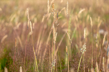 Wild grasses in the countryside, on a sunny summer's day