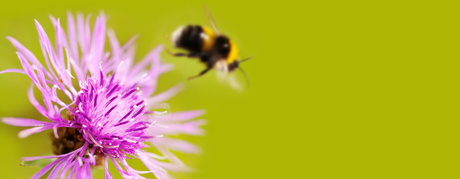 Wildflower purple petals and a blurred bumblebee. focus on the flower. green background with free space for text