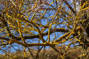 Xanthoria parietina common orange lichen, yellow scale, maritime sunburst lichen and shore lichen on the bark of tree branch. Thin dry branch with orange lichen, close-up, on blurred background
