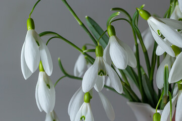 Fototapeta premium Beautiful snowdrops against light gray background, closeup. Floral background with spring flowers