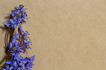 Spring flowers are snowdrops Scilla bifolia and paper for text background. Copy space, top view....