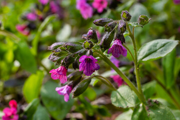 Pulmonaria, lungwort flowers of different shades of violet in one inflorescence. Honey plant of Ukraine. The first spring flowers. Pulmonaria officinalis. Pulmonaria officinalis bloom