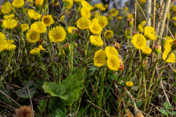 Coltsfoot or foalfoot medicinal wild herb. Farfara Tussilago plant growing in the field. Young flower used as medication ingredients. Meadow spring blooming grass. Group of beautiful yellow flowers