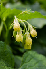 Flowering Symphytum tuberosum in the forest, spring-early summer, natural environment. Medicinal plant