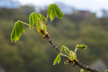 Spring chestnut branch with new leaves on blurred background close-up