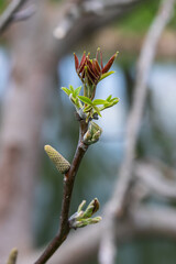 Walnut twig in spring, Walnut tree leaves and catkins close up. Walnut tree blooms, young leaves of the tree in the spring season, nature outdoors