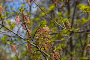The ash-leaved maple Acer negundo flowers in early spring, sunny day and natural environment, blurred background