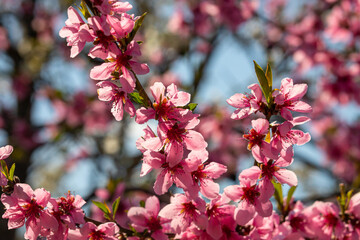 Peach tree, blurred background. Blooming tree in spring with pink flowers. The beauty of the spring garden, the concept of spring