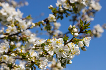 Selective focus of beautiful branches of cherry blossoms on the tree under blue sky, Beautiful Sakura flowers during spring season in the park, Floral pattern texture, Nature background