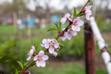 Pink flowers of the peach blossoms in garden at spring day..