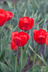 Red tulips under sunlight in the park at the middle of spring..