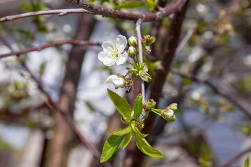 Honeybee on white flower of cherry tree collecting pollen and nectar to make sweet honey with medicinal benefits..