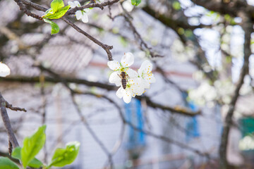 Honeybee on white flower of apple tree collecting pollen and nectar to make sweet honey with medicinal benefits..