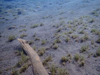 湖の砂地の上に水草が生えた風景