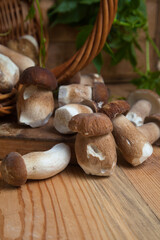 Selective focus on beautyfull porcini mushroom among the pile of wild porcini mushrooms on wooden background at autumn season..