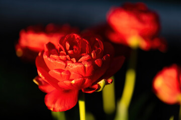 Red peony flower,close-up with selective focus and dark blurred background. Crimson mysterious...