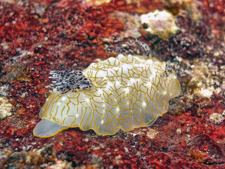 Nudibranch off the coast of the Big Island of Hawaii