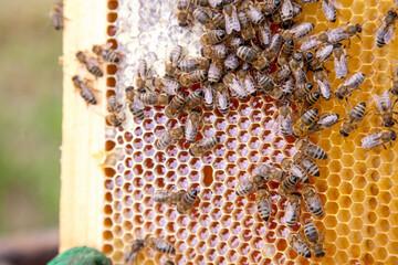 Close up view of working bees on honeycomb with sweet honey..
