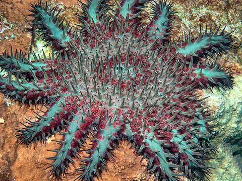 crown-of-thorns starfish , Acanthaster planci,