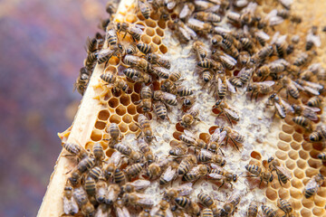 Close up view of working bees on honeycomb with sweet honey..