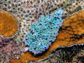 Elysia crispata, lettuce sea slug