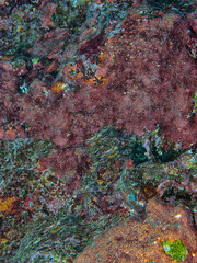 Closeup of underwater coral wall