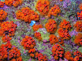 Fototapeta na wymiar Orange cup coral, Tubastraea coccinea,