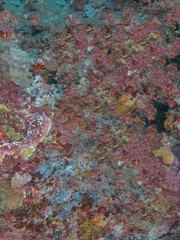 Closeup of underwater coral wall