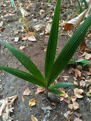 Obraz premium The coconut tree is a member of the palm tree family and the only living species of the genus Cocos. 