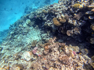 Fototapeta premium Underwater life of reef with corals and tropical fish. Coral Reef at the Red Sea, Egypt.