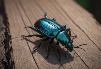 Naklejka premium Close-up of a shiny blue beetle on a wooden surface in a forest with a blurred background