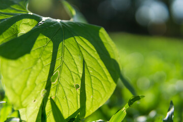 Green leaves pattern background, Closeup nature of fresh green leaf background.