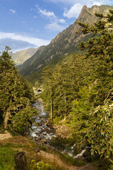 Cauterets Valley: river, forest, and mountains. Pyrenees National Park, France.
