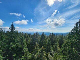Fototapeta premium Clouds over the pine forest