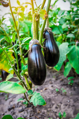 Eggplant in the garden. Fresh organic eggplant aubergine