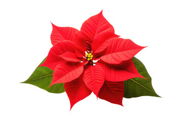 Luxurious Red Poinsettias Showcase Isolated On Transparent Background