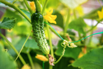 Organic cucumber growing in the garden