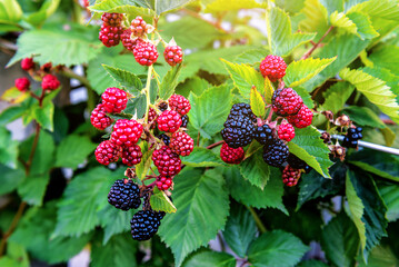 Organic sweet blackberry on the twig in the garden