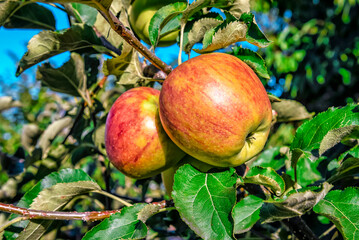 Ripe juicy apple on the tree in sunny day